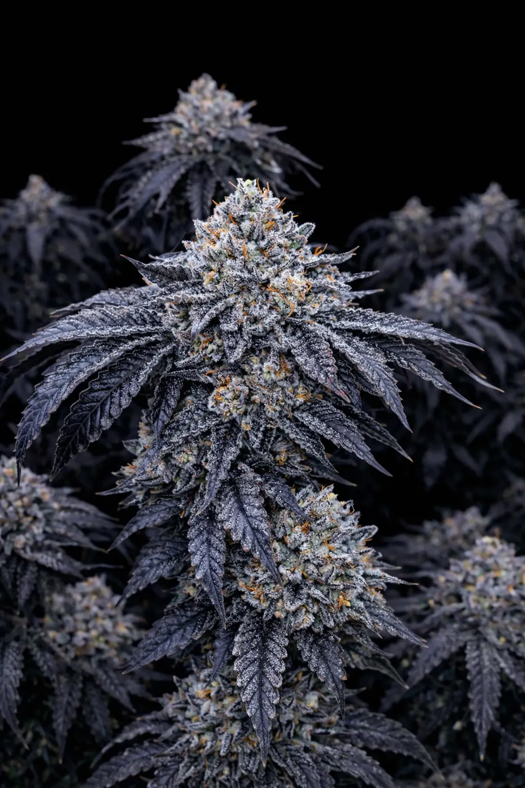 Zangria – Fiya Farmer