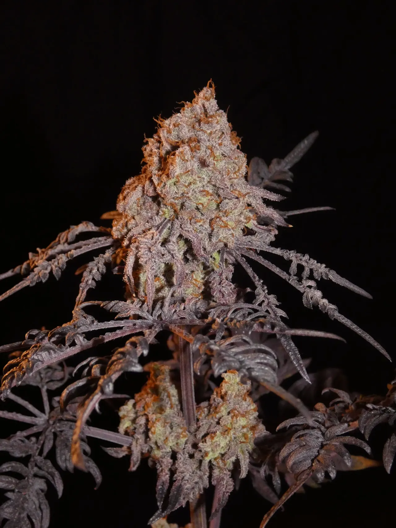 Frosty Purple Freak (Phäno #7) – Khalifa Cut