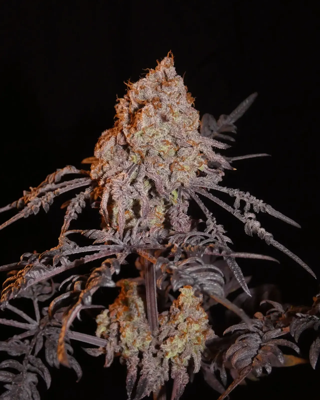 Frosty Purple Freak (Phäno #7) – Khalifa Cut