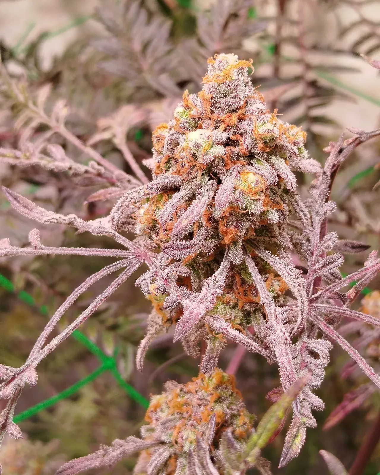 Frosty Purple Freak (Phäno #5) – Califrosty Cut