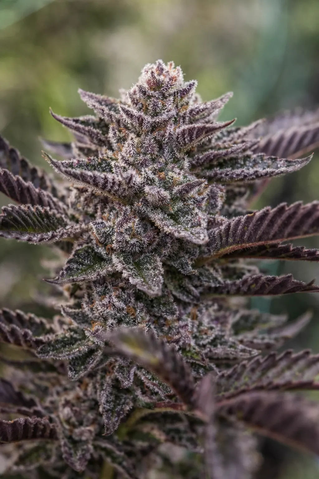 Symbiote – Dark Horse Genetics