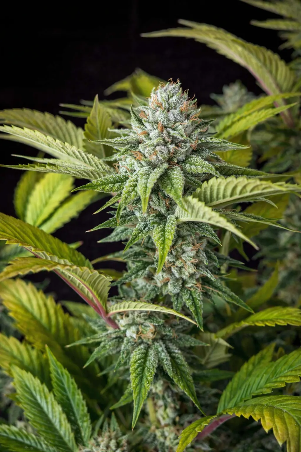 OG Kush aka OG #1 (Original OG Kush Pheno)